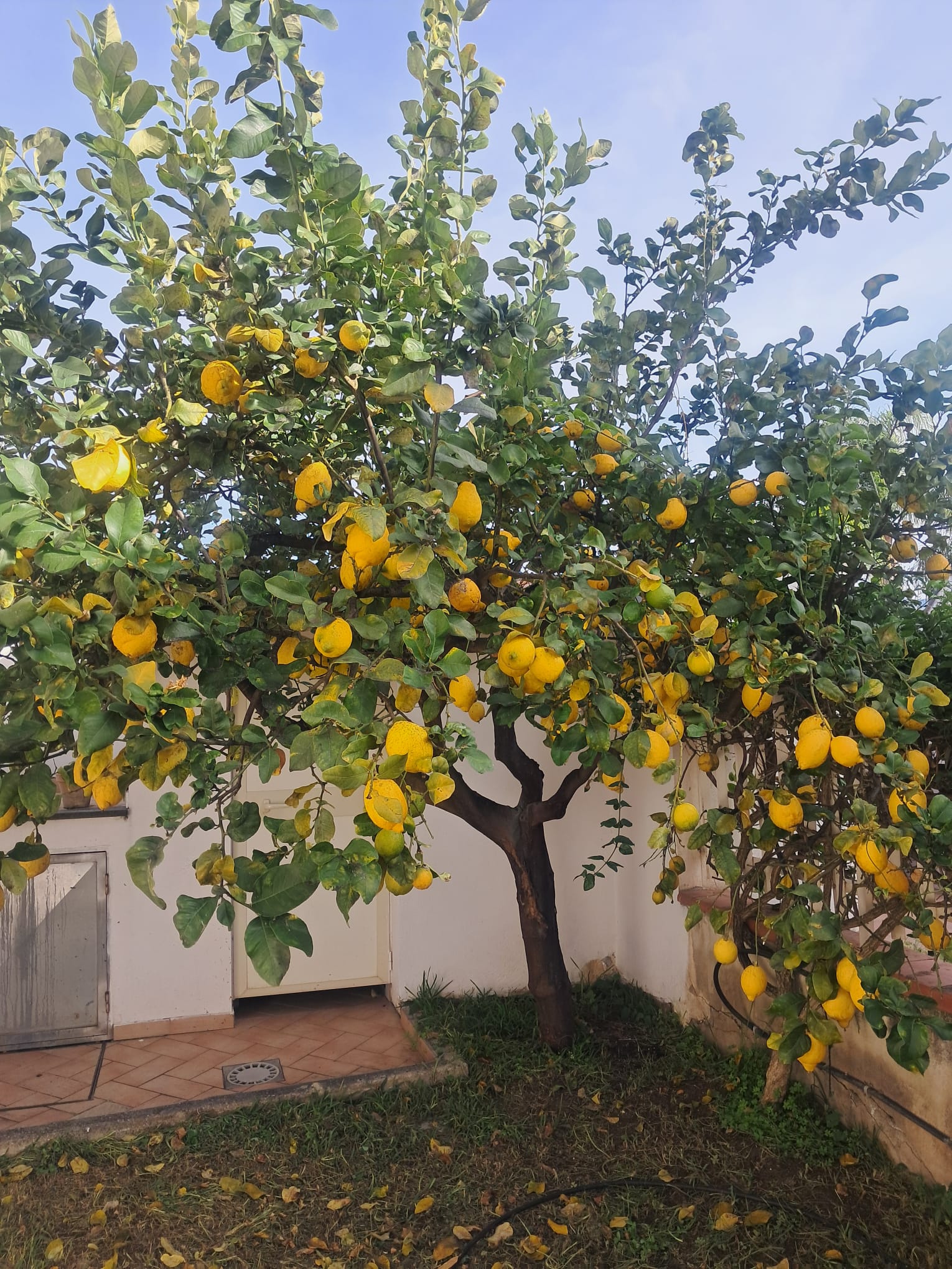 Albero di limoni nel giardino privato della villa